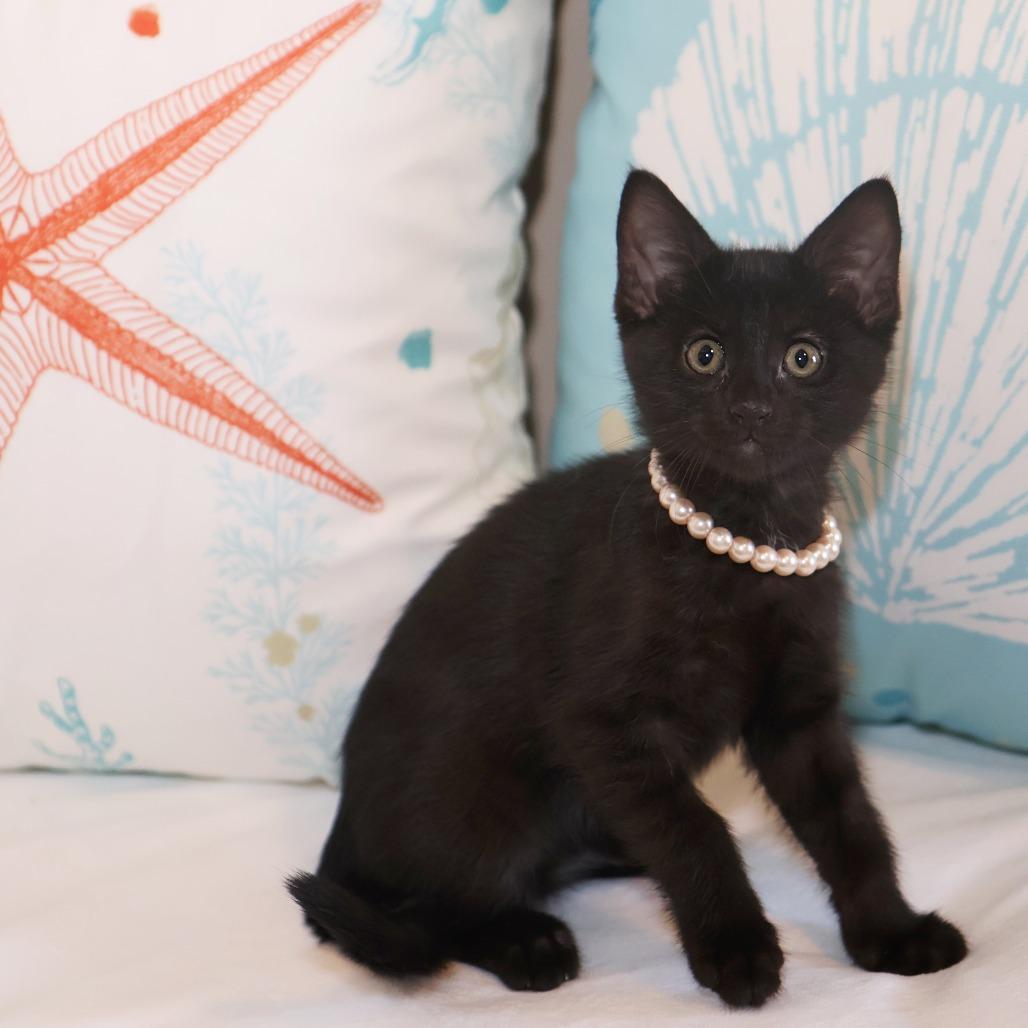 Santos, Adoptable, Kitten Female Domestic Short Hair.
