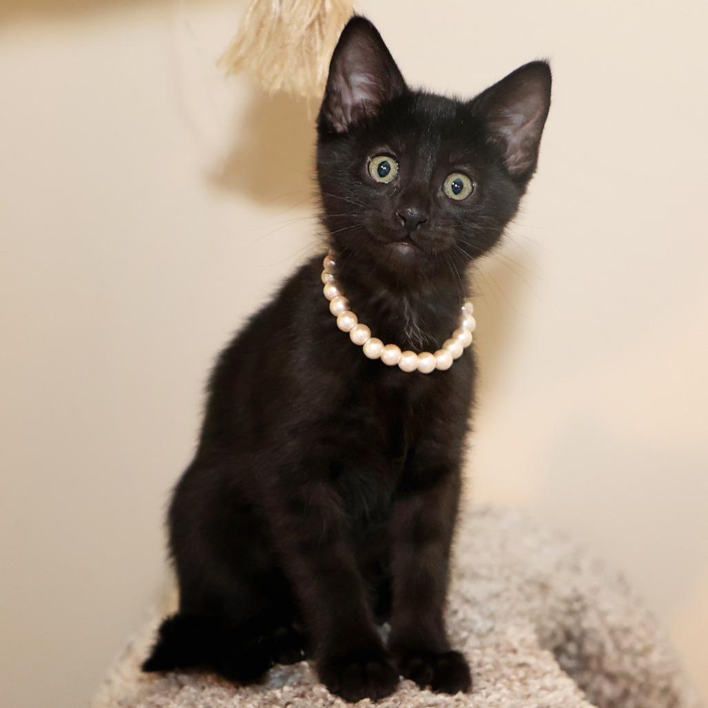 Santos, a Adoptable Domestic Short Hair in FAIRWAY, KS image 2/6