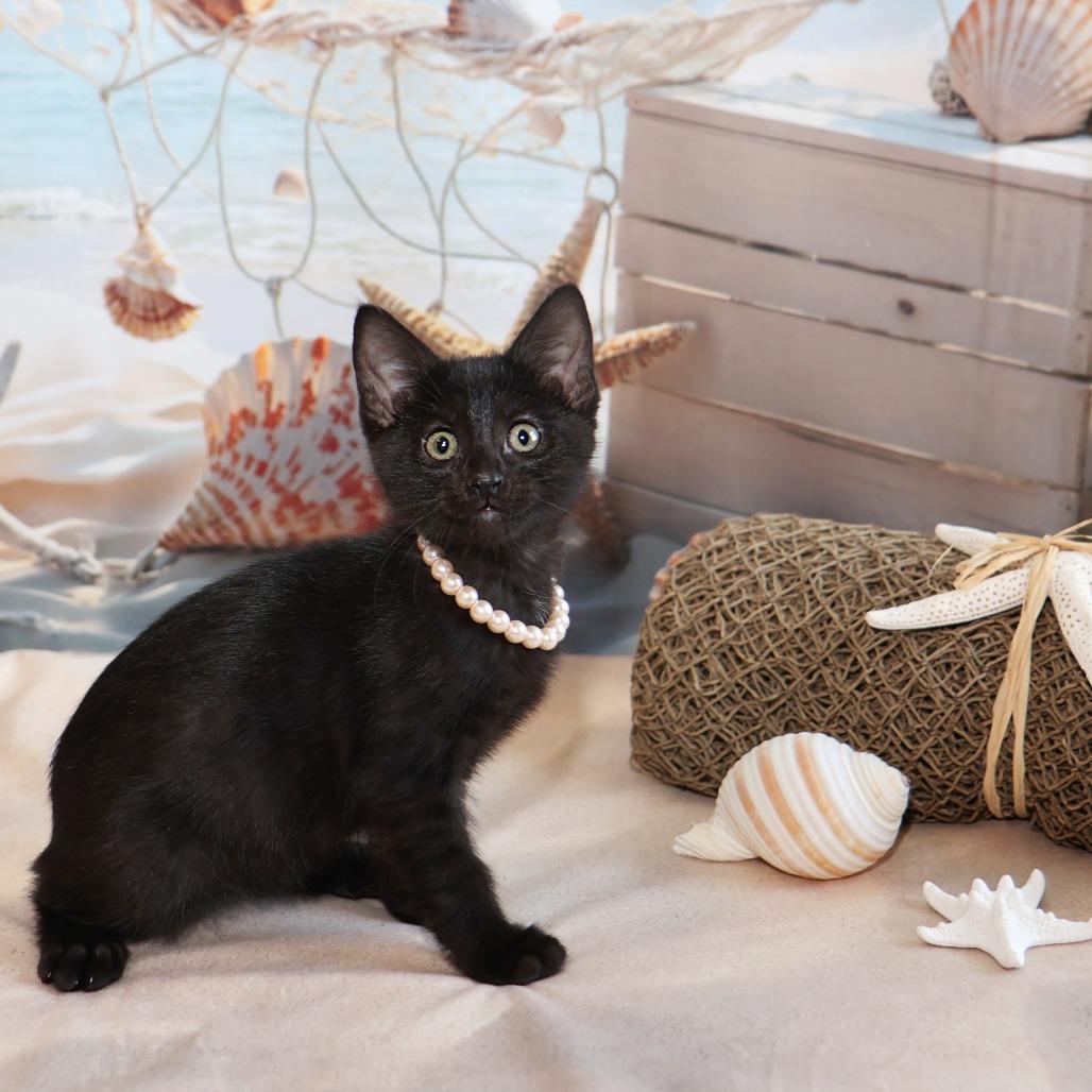Santos, a Adoptable Domestic Short Hair in FAIRWAY, KS image 3/6