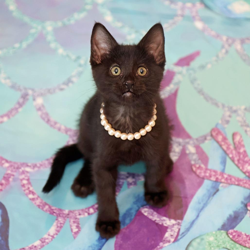 Santos, a Adoptable Domestic Short Hair in FAIRWAY, KS image 4/6