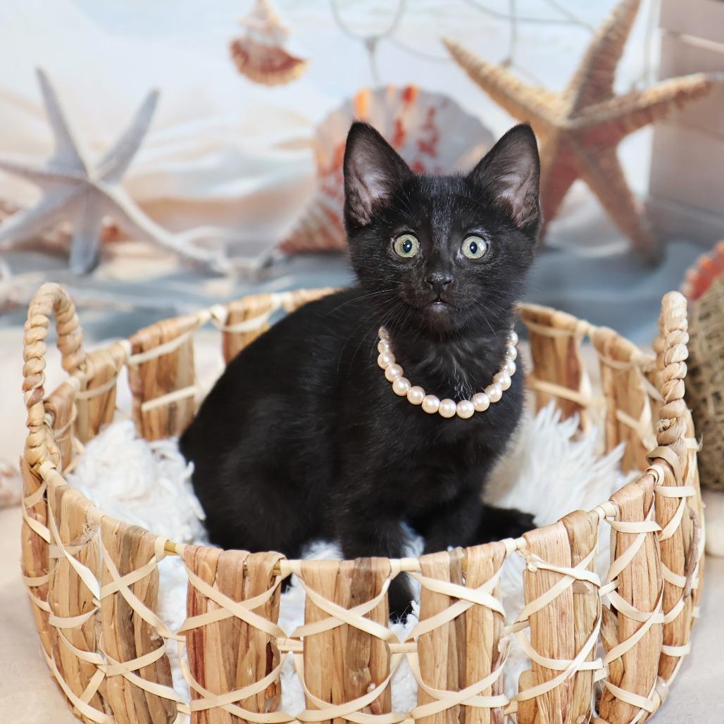 Santos, a Adoptable Domestic Short Hair in FAIRWAY, KS image 5/6