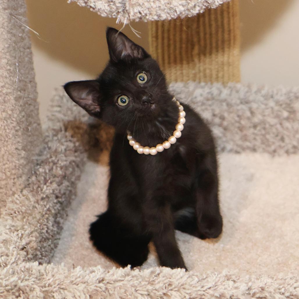 Santos, a Adoptable Domestic Short Hair in FAIRWAY, KS image 6/6