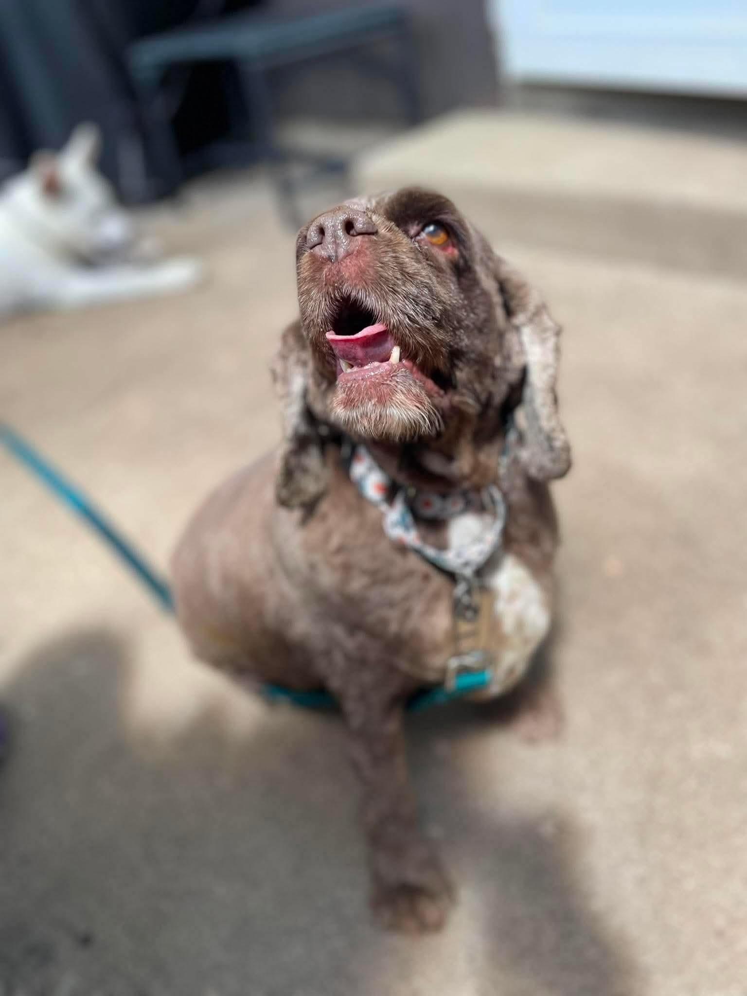 Enlarge Hershey, a Adoptable Cocker Spaniel in Elgin, IL image 1/3