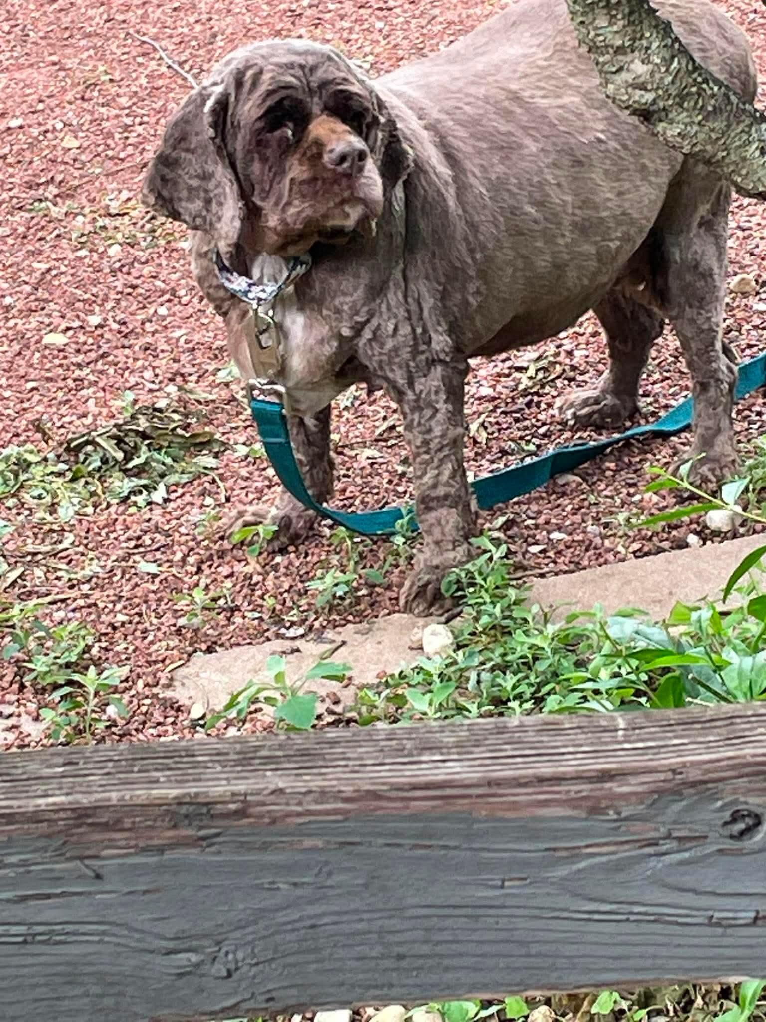 Enlarge Hershey, a Adoptable Cocker Spaniel in Elgin, IL image 2/3