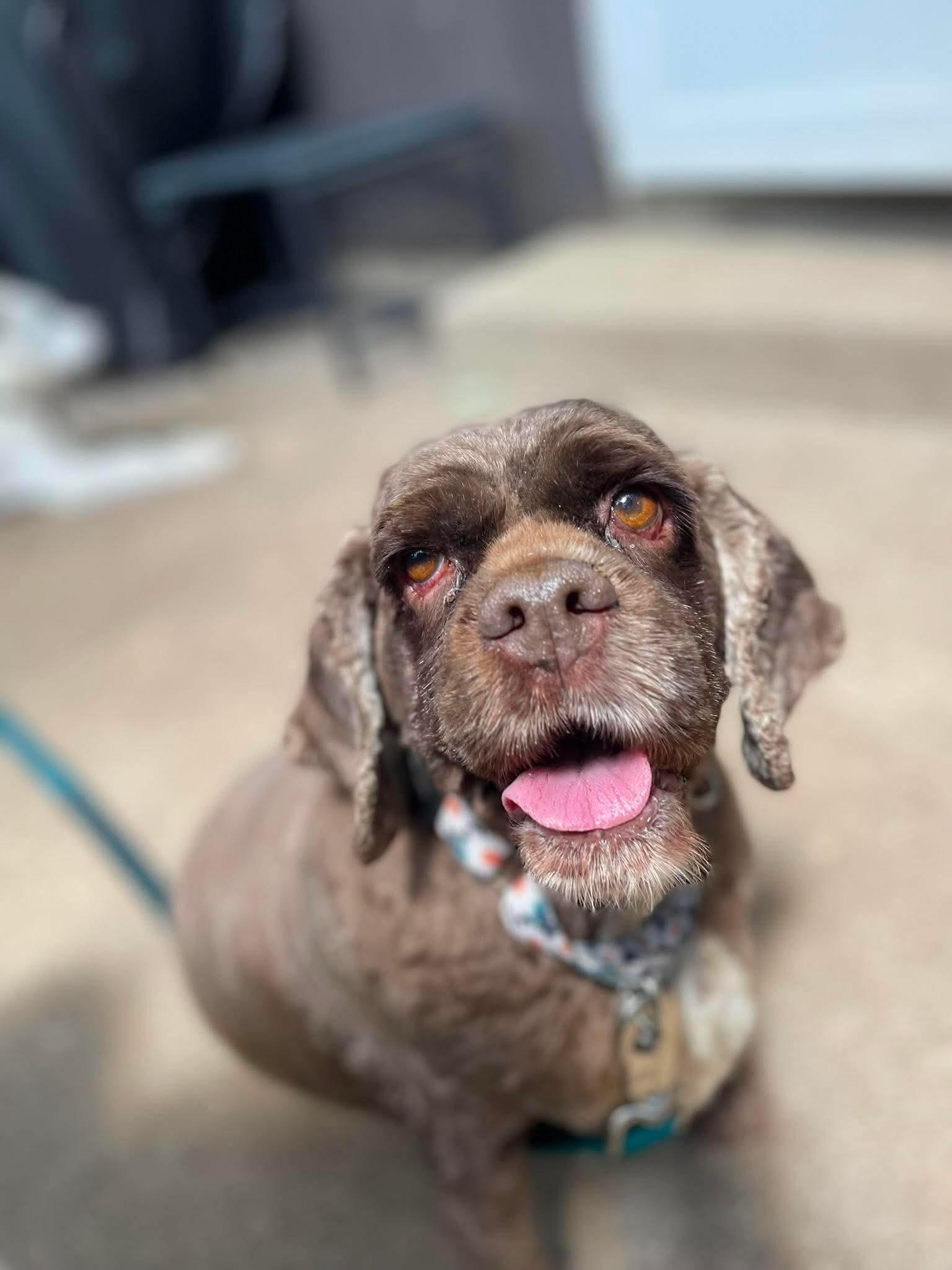 Enlarge Hershey, a Adoptable Cocker Spaniel in Elgin, IL image 3/3