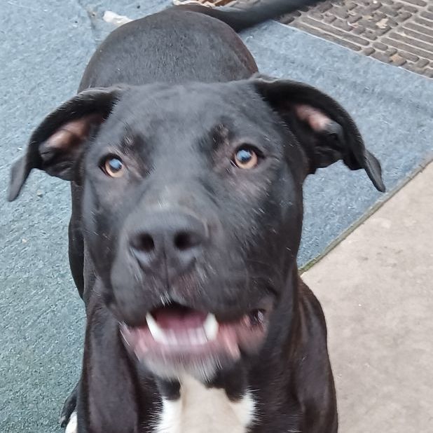 Enlarge Caesar, a Adoptable mixed breed in Branchville, SC image 2/3