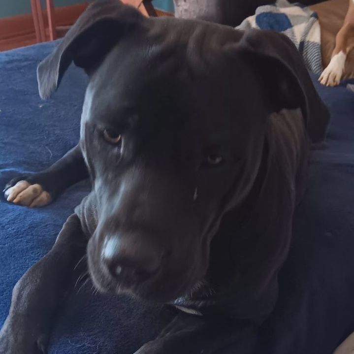 Enlarge Caesar, a Adoptable mixed breed in Branchville, SC image 3/3