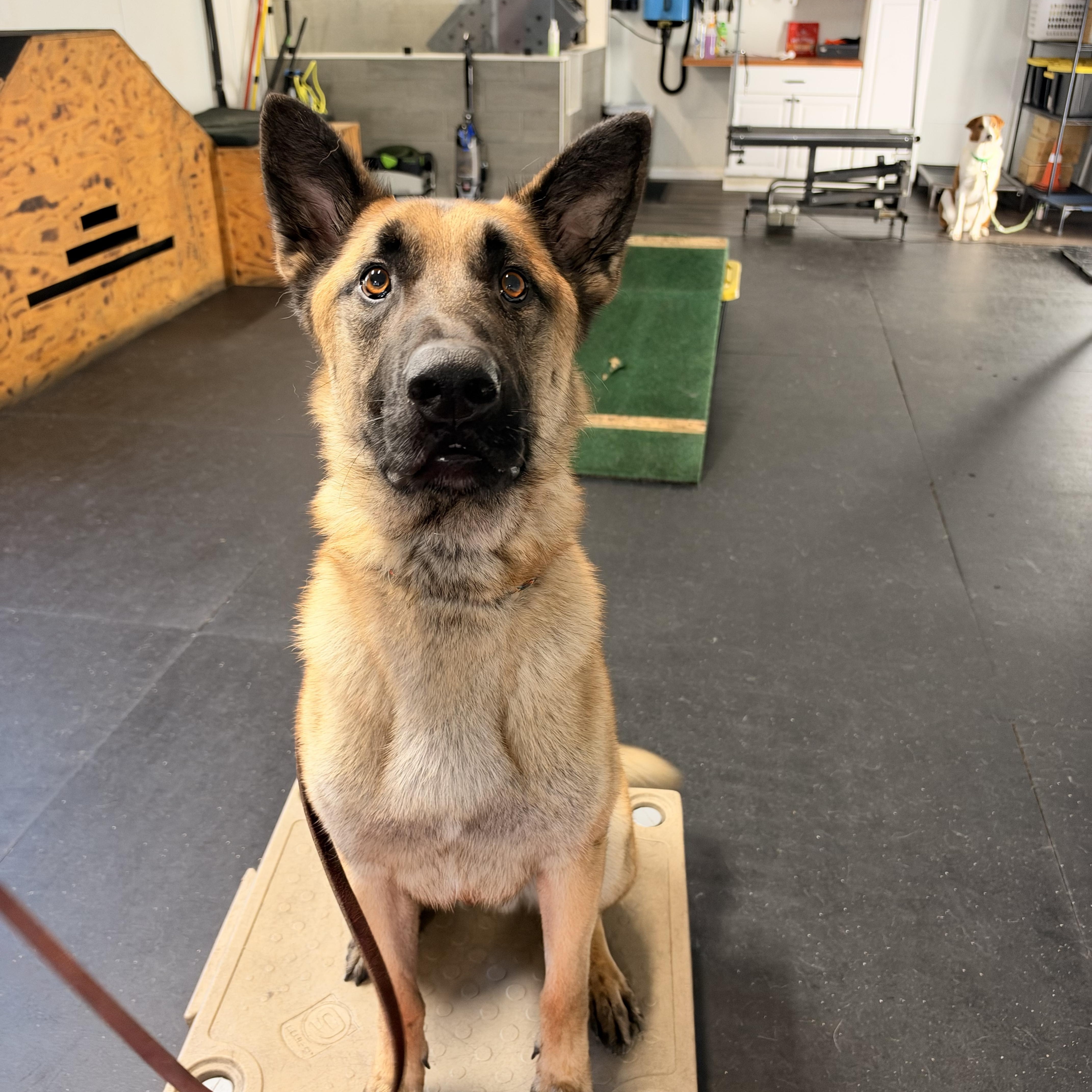 Max. COURTESY POST, Adoptable, Young Male Belgian Shepherd / Malinois.