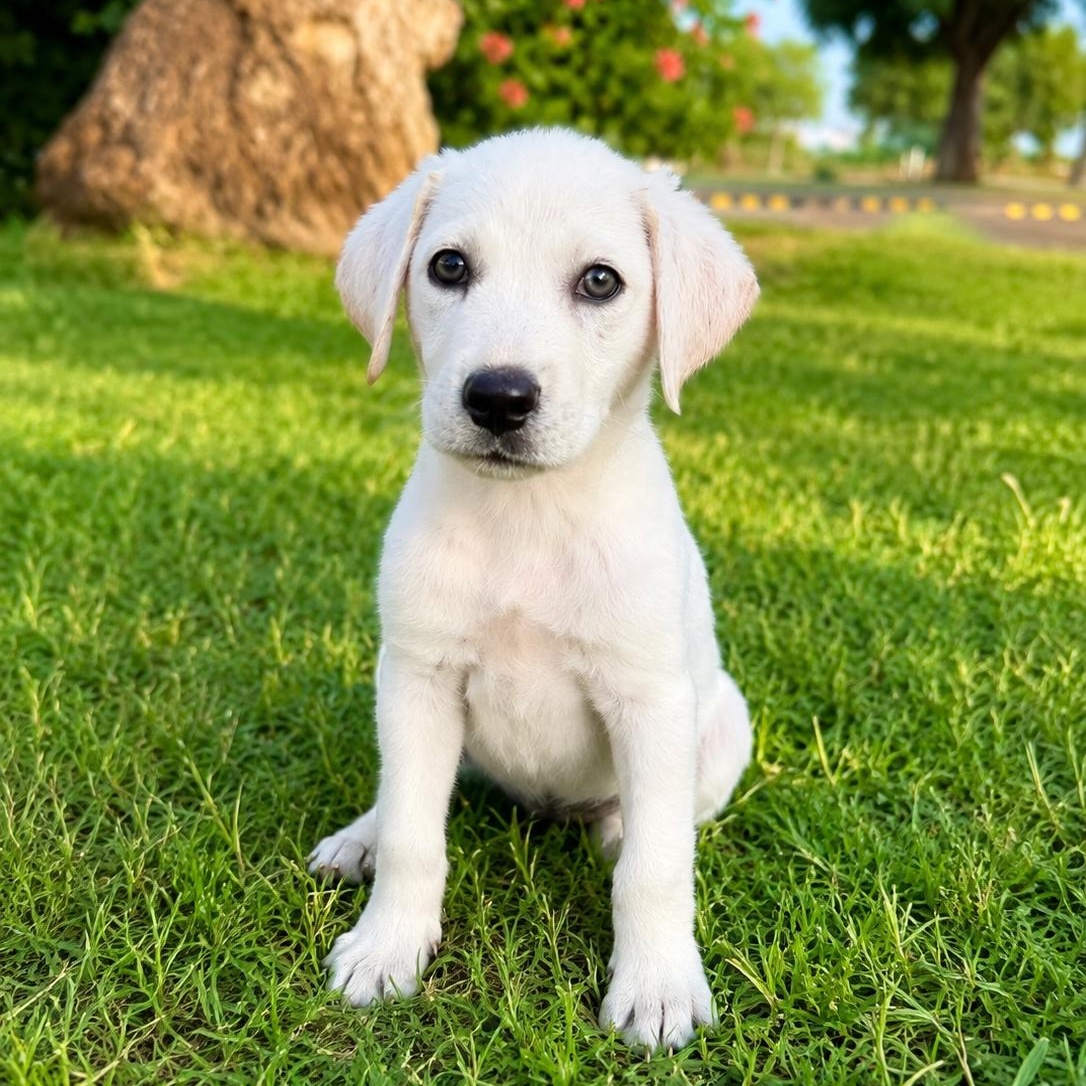 Dawn, an adopted Labrador Retriever in Short Hills, NJ image 2/2