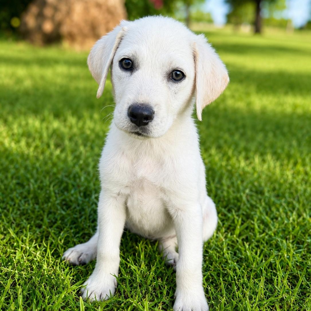 Dawn, an adopted Labrador Retriever in Short Hills, NJ image 1/2