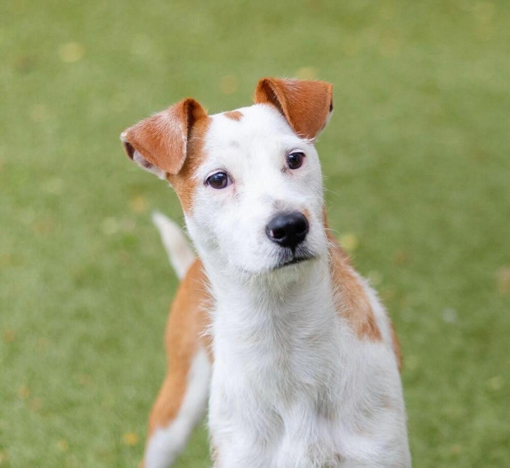 Snoopy, Adoptable, Puppy Male Terrier.