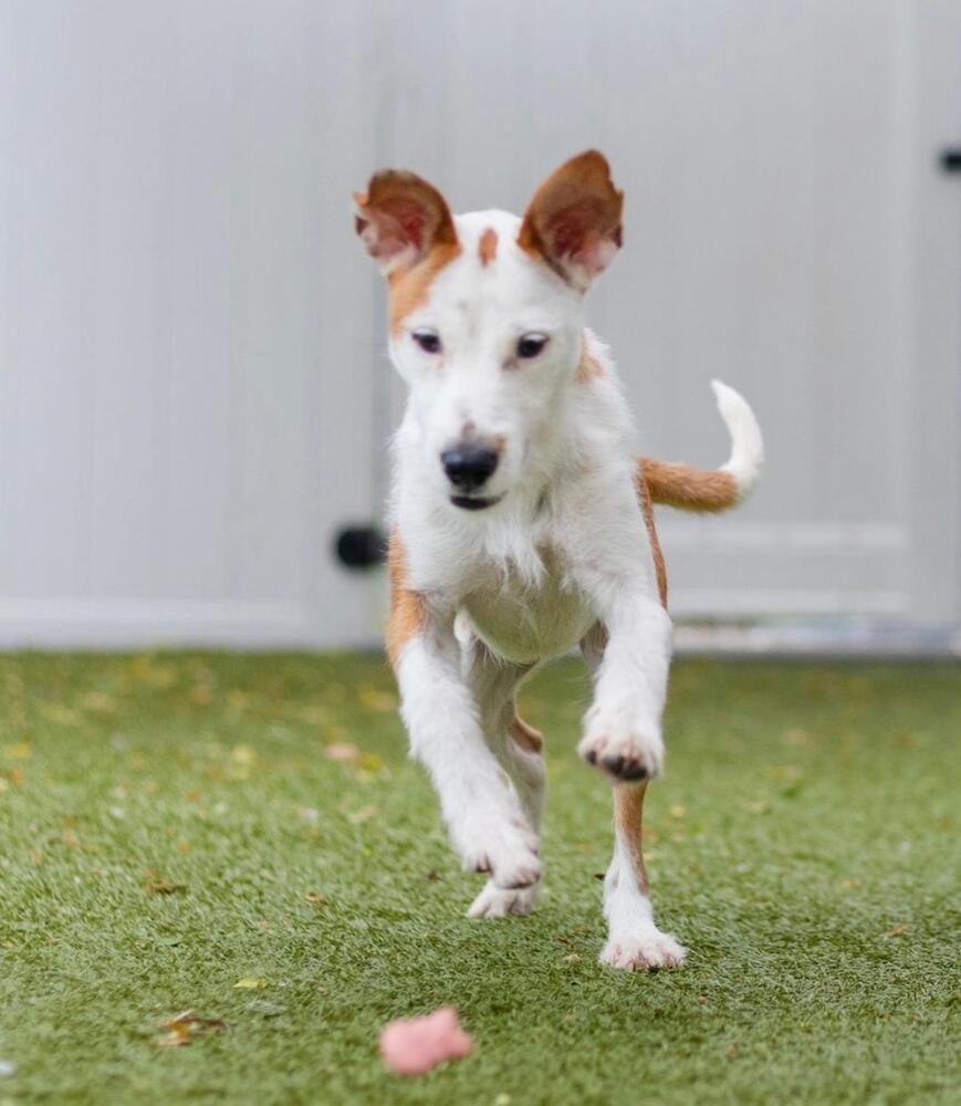 Snoopy, a Adoptable mixed breed in Breinigsville, PA image 2/2