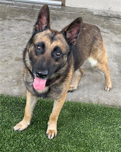 CHARLIE, Adoptable, Young Male German Shepherd Dog.