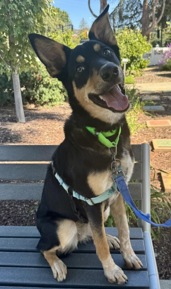 Enlarge Mocha, a Adoptable mixed breed in Walnut Creek, CA image 1/6