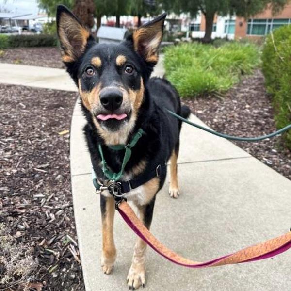 Enlarge Mocha, a Adoptable mixed breed in Walnut Creek, CA image 2/6