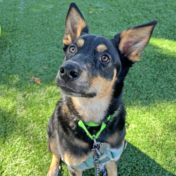 Enlarge Mocha, a Adoptable mixed breed in Walnut Creek, CA image 3/6