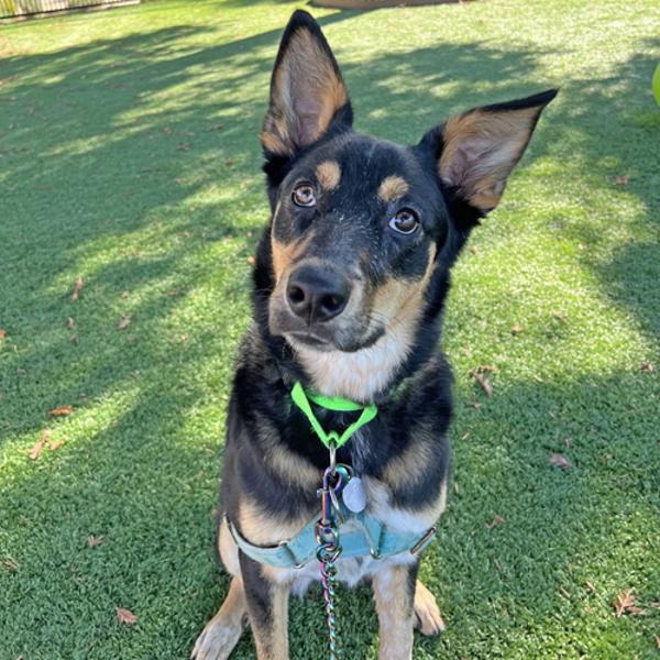Enlarge Mocha, a Adoptable mixed breed in Walnut Creek, CA image 4/6