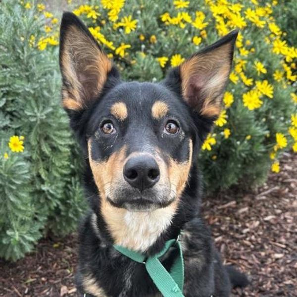 Enlarge Mocha, a Adoptable mixed breed in Walnut Creek, CA image 5/6