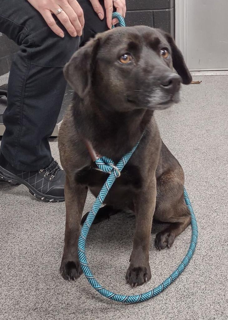 PRINCESS, Adoptable, Adult Female Beagle.