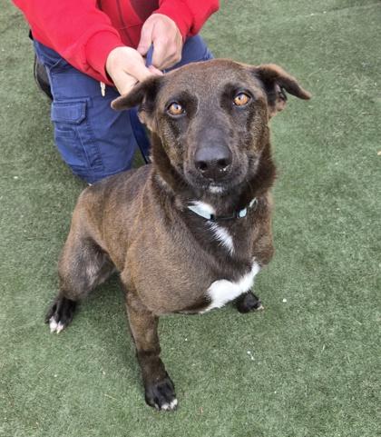 Enlarge DANI, a ADOPTABLE Mixed Breed in Fernandina Beach, FL image 1/1