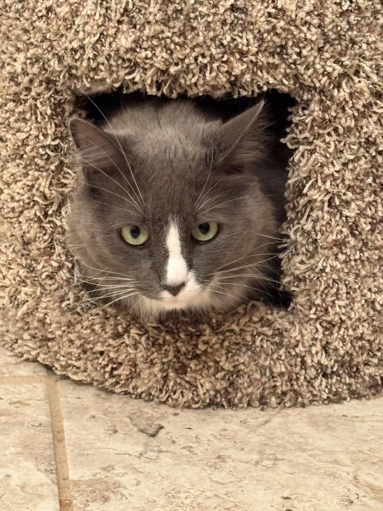 Luna, a Adoptable Domestic Medium Hair in Powder Springs, GA image 1/5