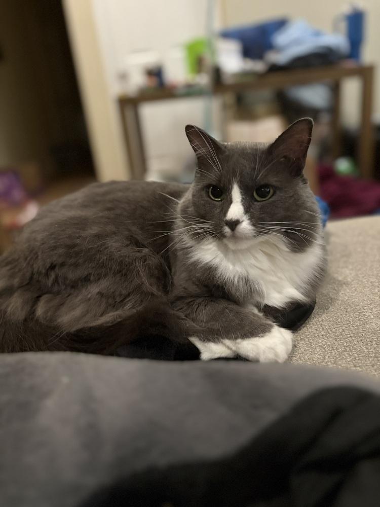 Luna, Adoptable, Adult Female Domestic Medium Hair.