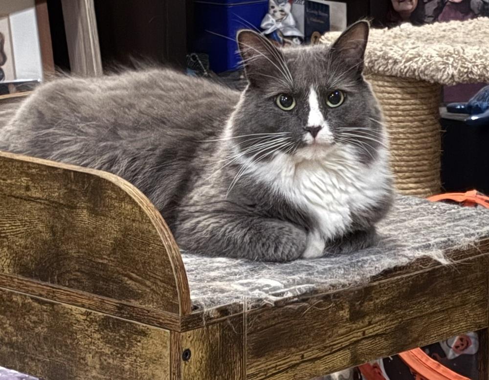 Enlarge Luna, a Adoptable Domestic Medium Hair in Powder Springs, GA image 2/4