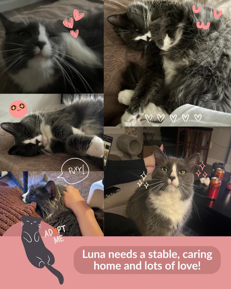 Luna, a Adoptable Domestic Medium Hair in Powder Springs, GA image 3/5