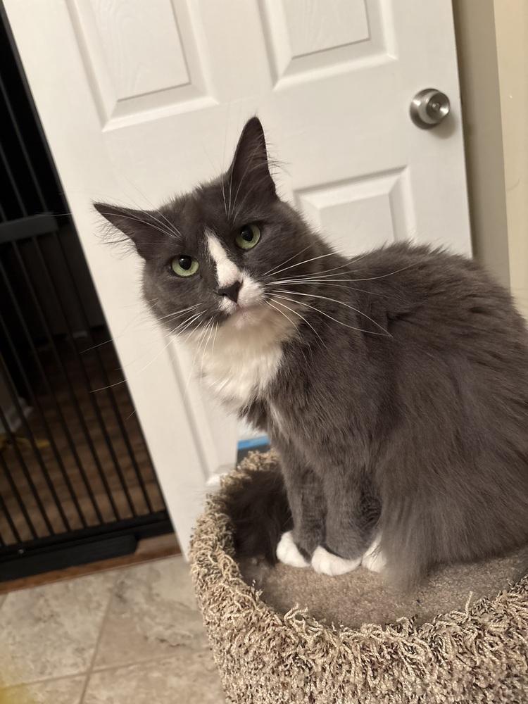Luna, a Adoptable Domestic Medium Hair in Powder Springs, GA image 5/5