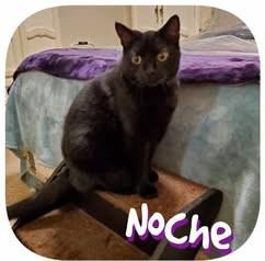 Noche, Adoptable, Adult Male Domestic Short Hair.