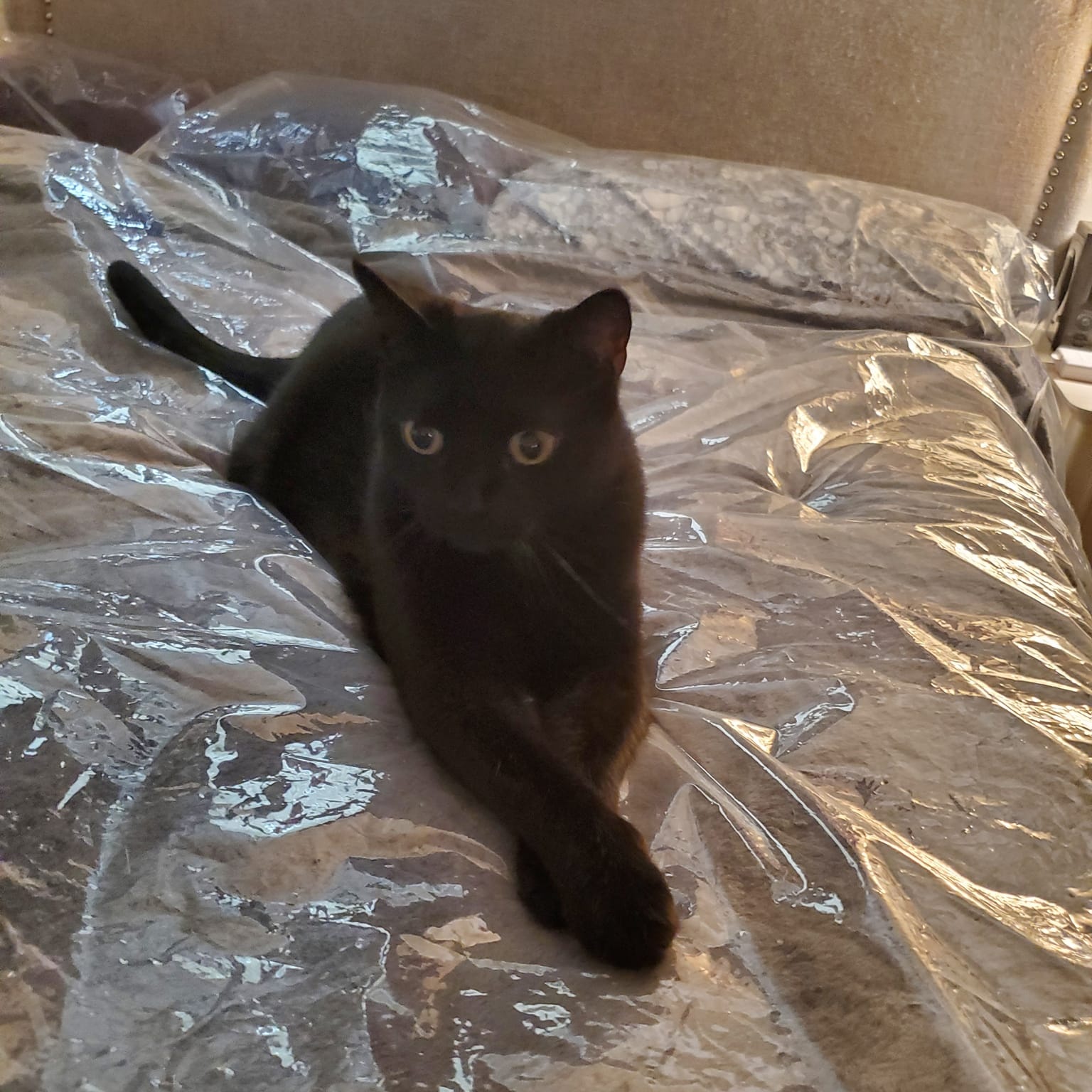 Enlarge Noche, a Adoptable Domestic Short Hair in Keansburg, NJ image 2/5