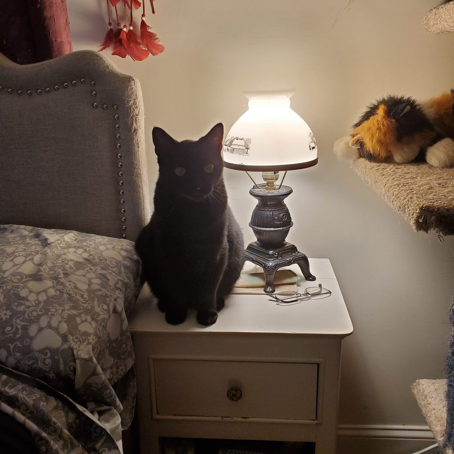 Enlarge Noche, a Adoptable Domestic Short Hair in Keansburg, NJ image 3/5