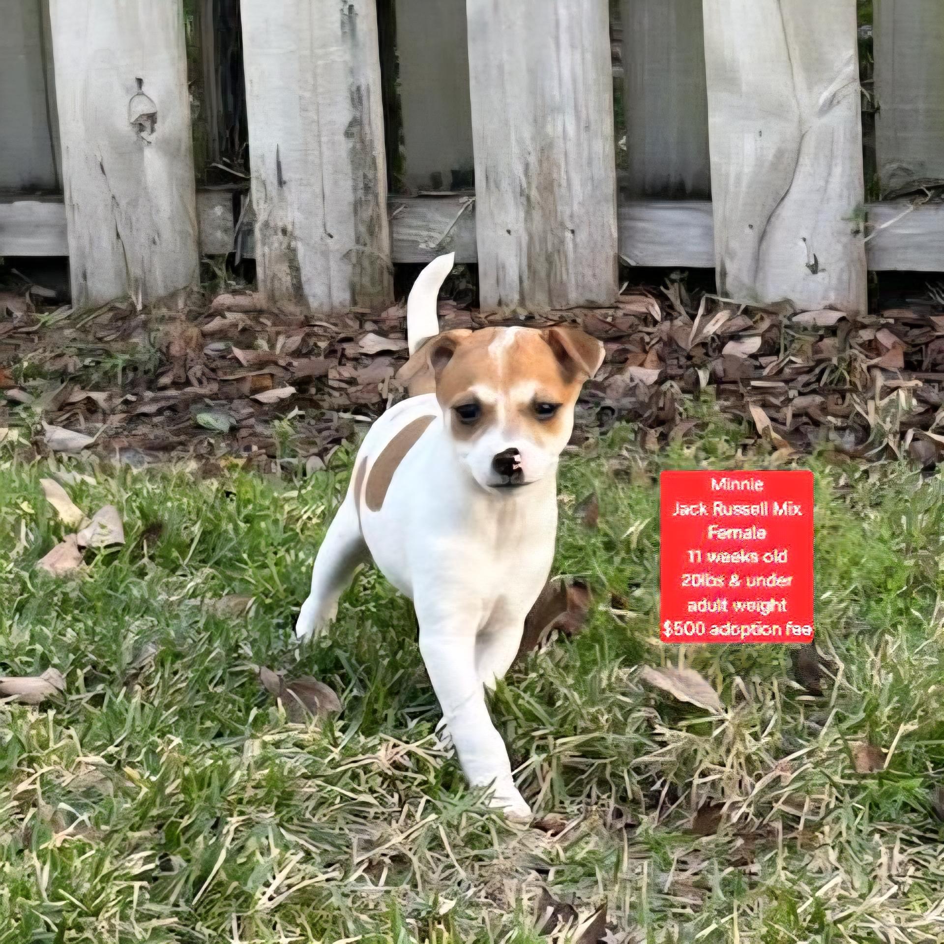 Minnie, ADOPTABLE, Puppy Female Jack Russell Terrier.