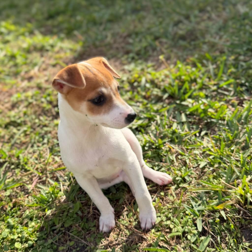 Enlarge Minnie, a ADOPTABLE mixed breed in Oviedo, FL image 4/4
