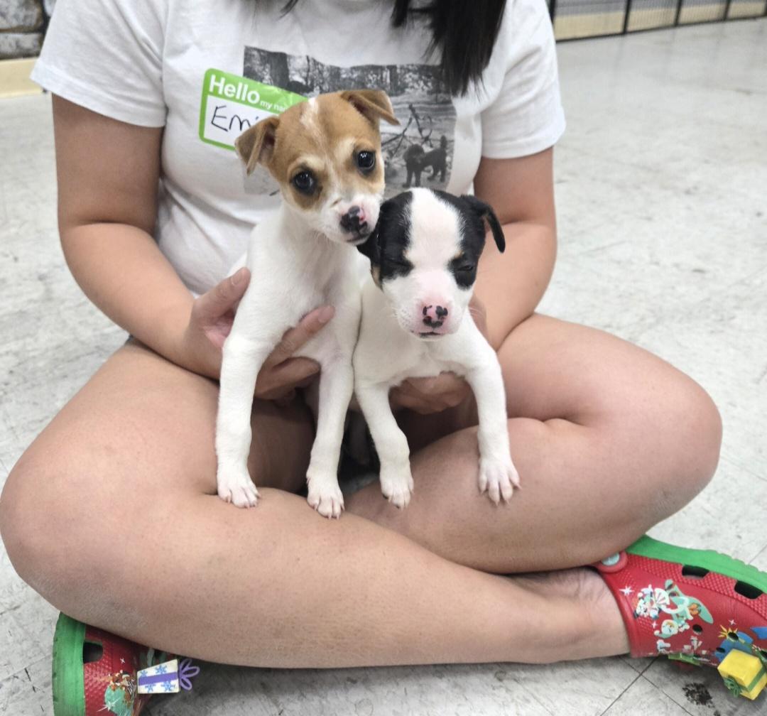 Enlarge Minnie, a ADOPTABLE mixed breed in Oviedo, FL image 2/4