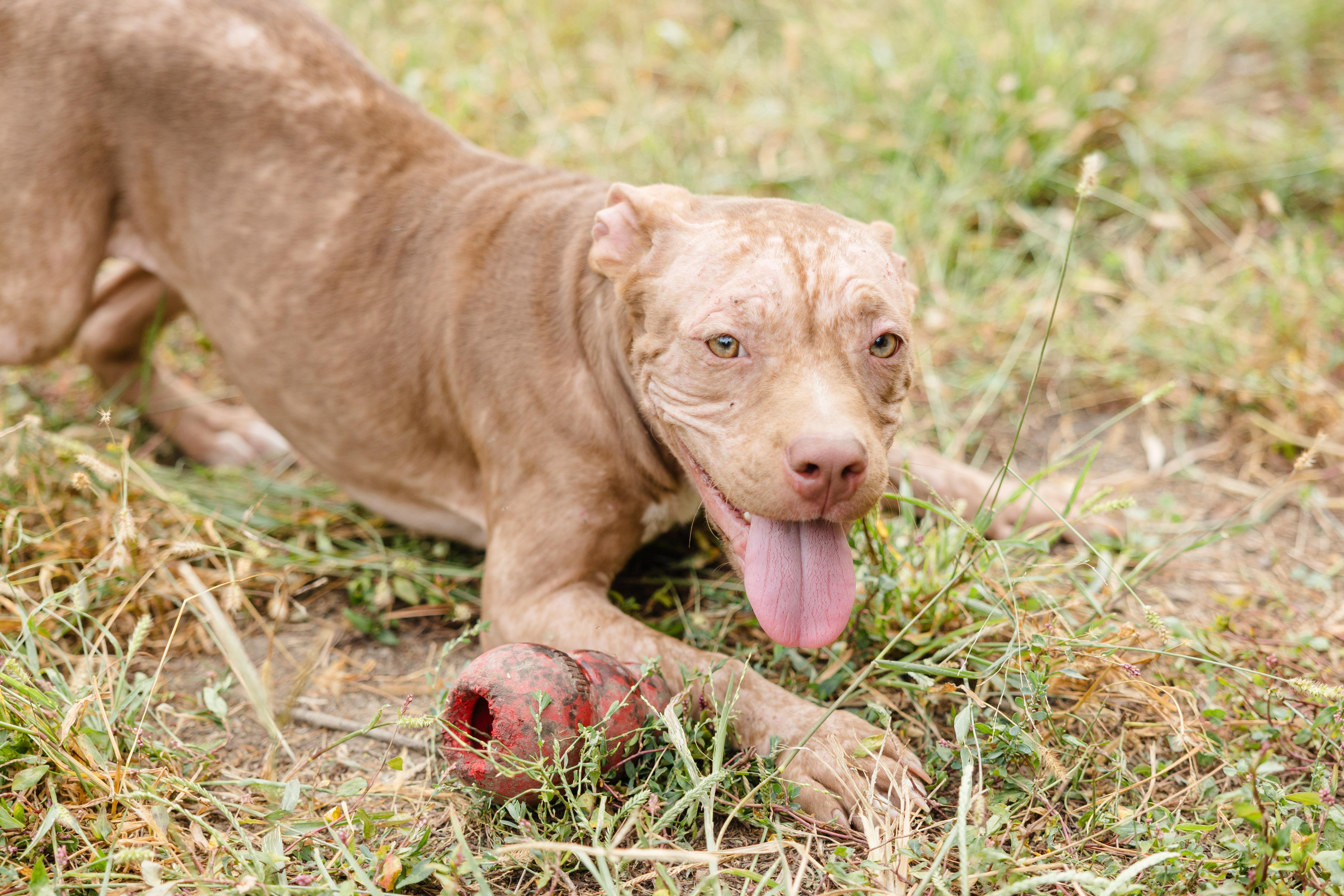 Enlarge Kestrel, a Adoptable mixed breed in Newburgh, IN image 4/5