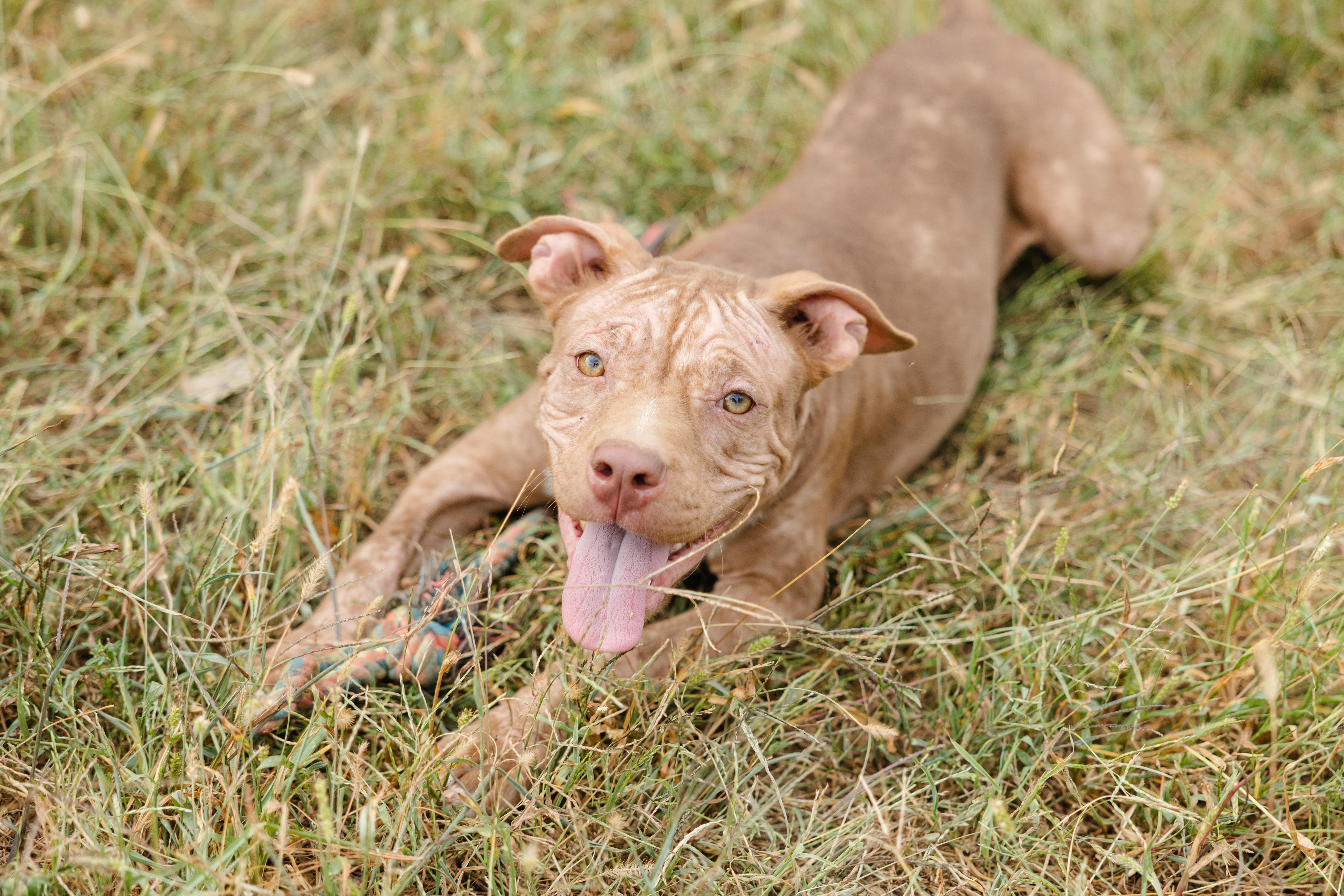 Enlarge Kestrel, a Adoptable mixed breed in Newburgh, IN image 1/5