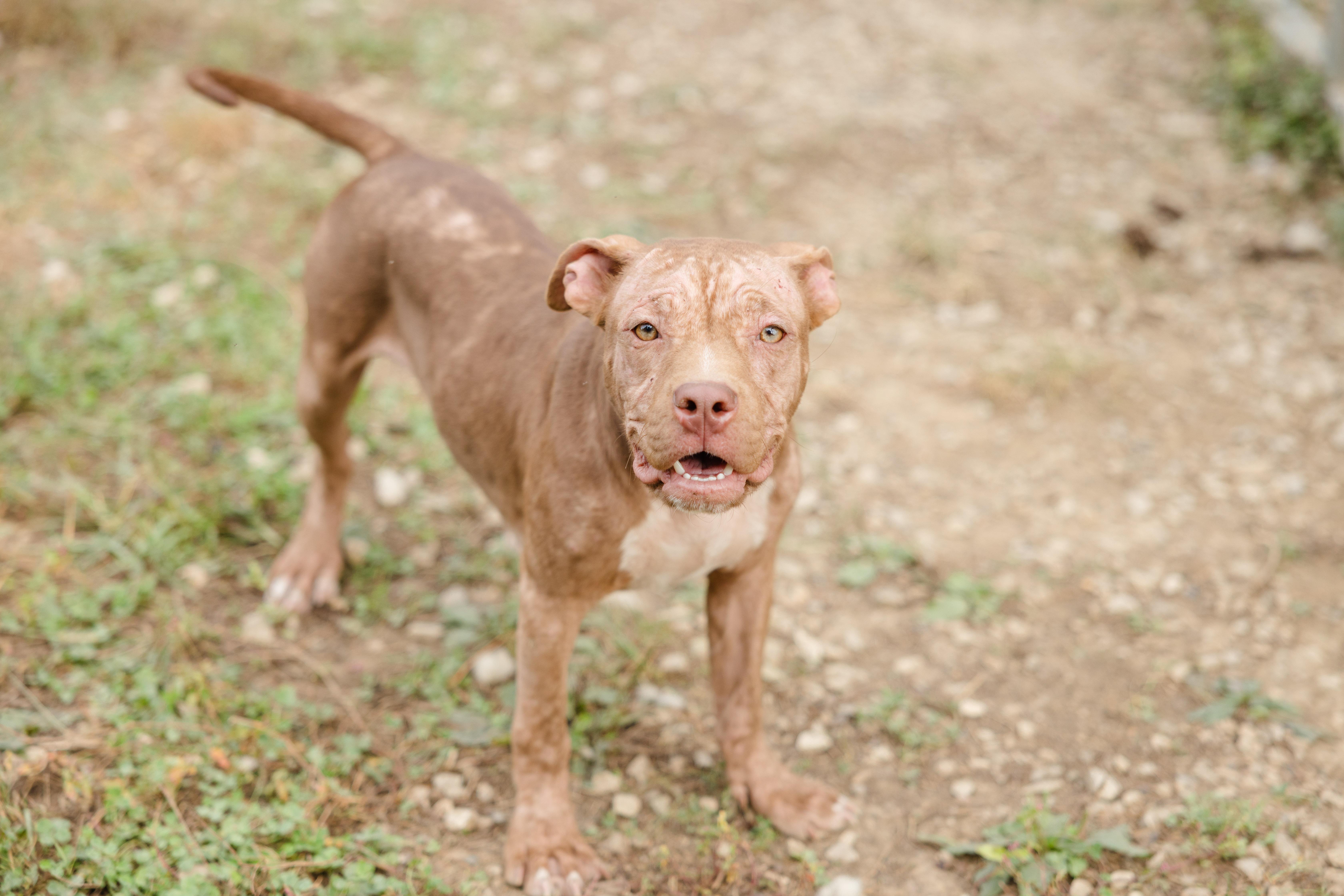 Enlarge Kestrel, a Adoptable mixed breed in Newburgh, IN image 5/5