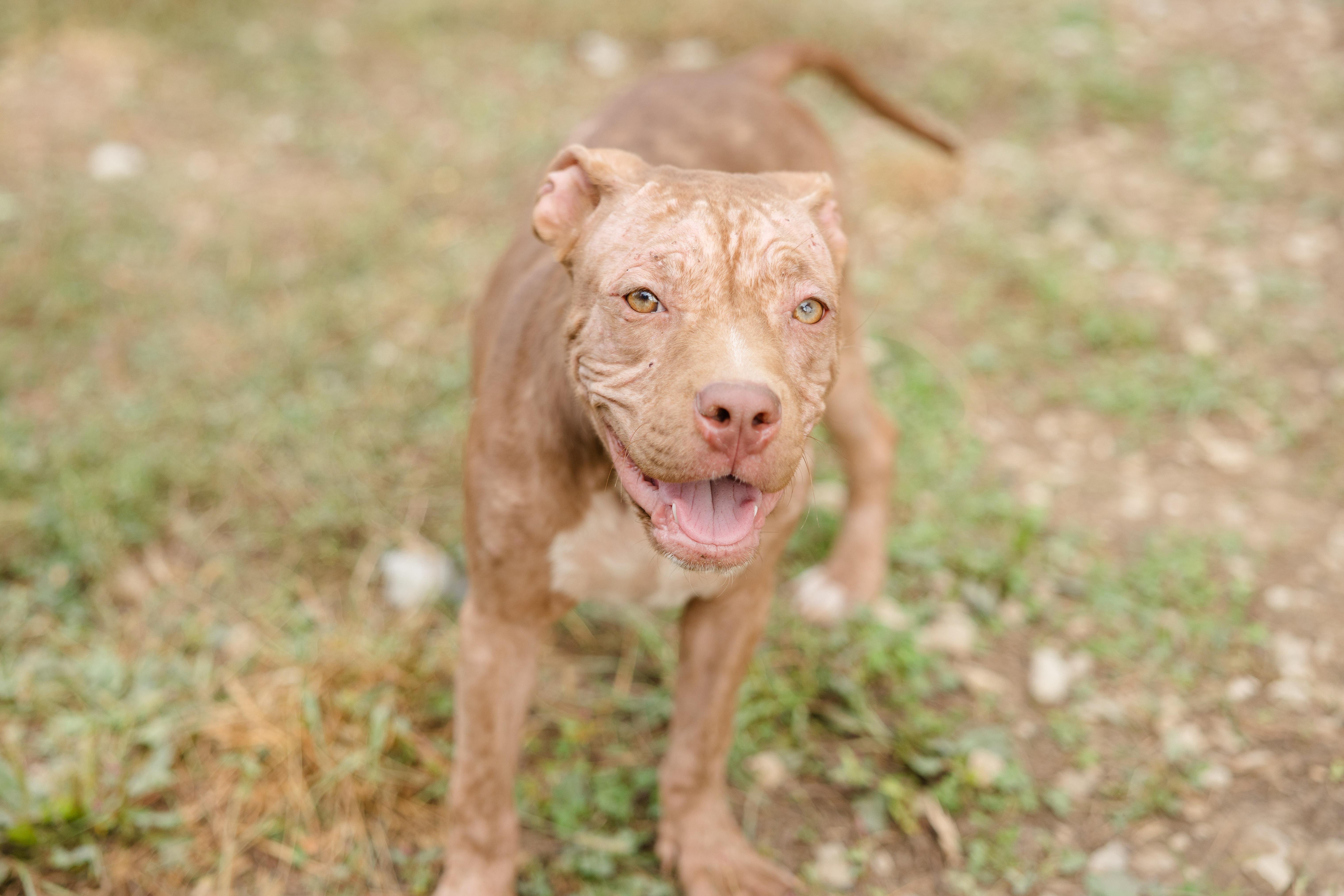 Enlarge Kestrel, a Adoptable mixed breed in Newburgh, IN image 2/5