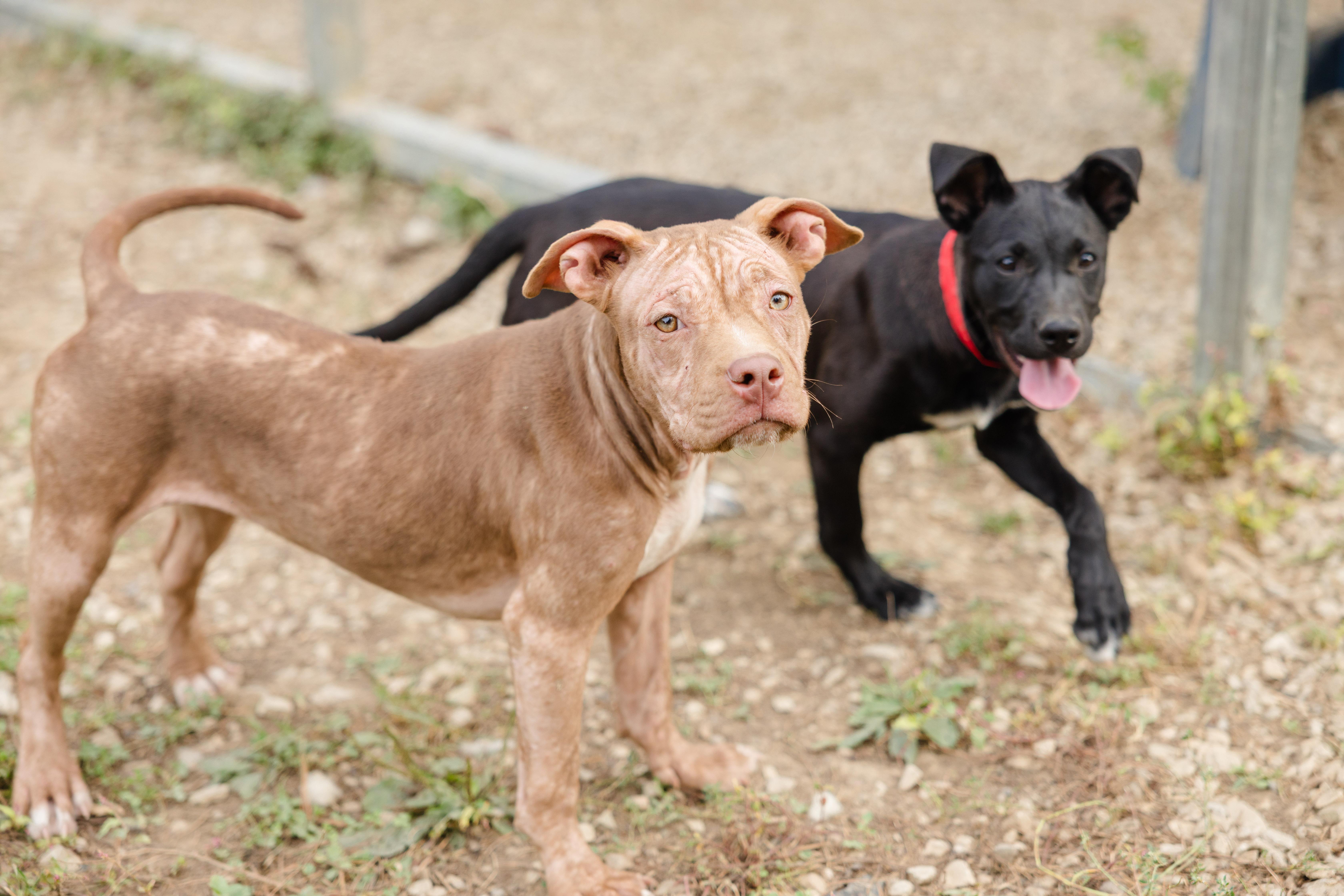 Enlarge Kestrel, a Adoptable mixed breed in Newburgh, IN image 3/5