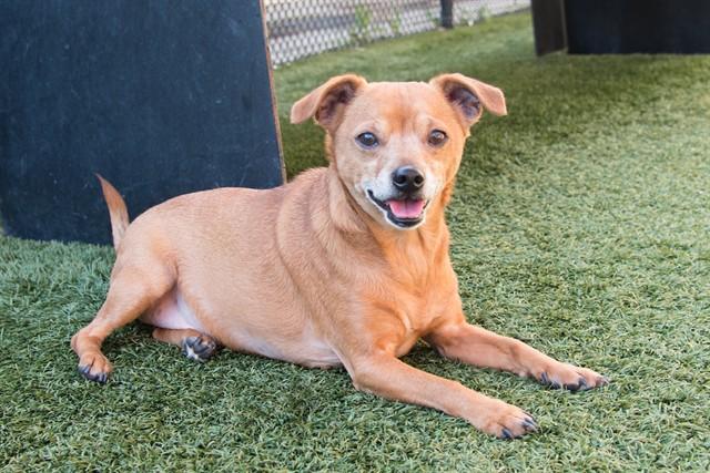 CANELO, Adoptable, Adult Male Chihuahua.