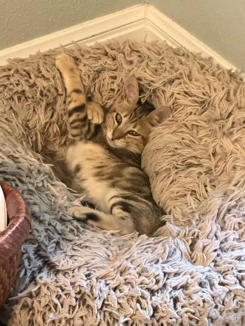 Enlarge Dash (Snoozy), a Adoptable mixed breed in New Braunfels, TX image 3/4