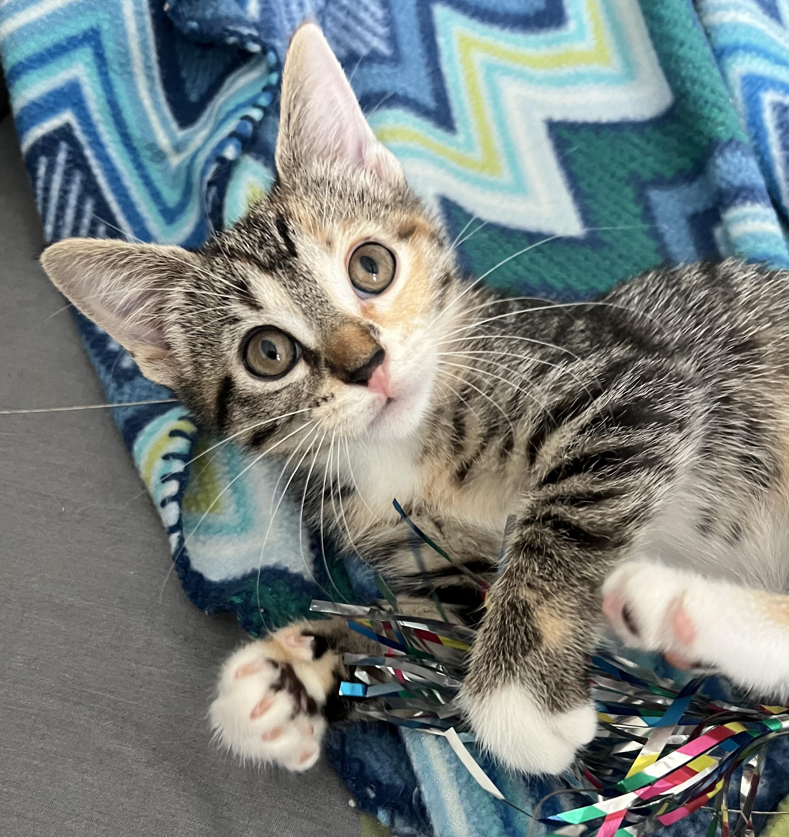 Eclair, an adopted Domestic Short Hair in Cedar Rapids, IA image 4/6