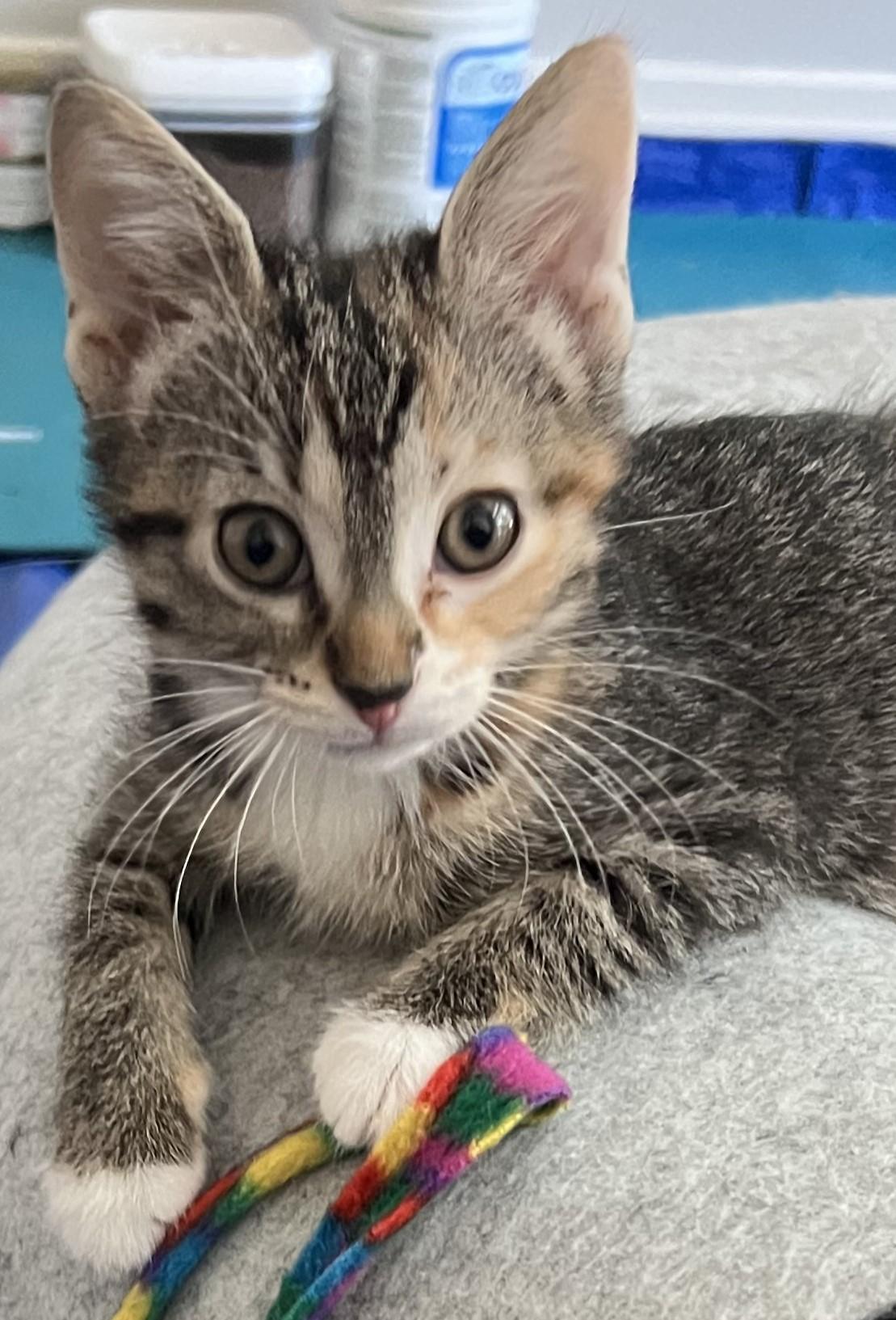 Eclair, an adopted Domestic Short Hair in Cedar Rapids, IA image 2/6