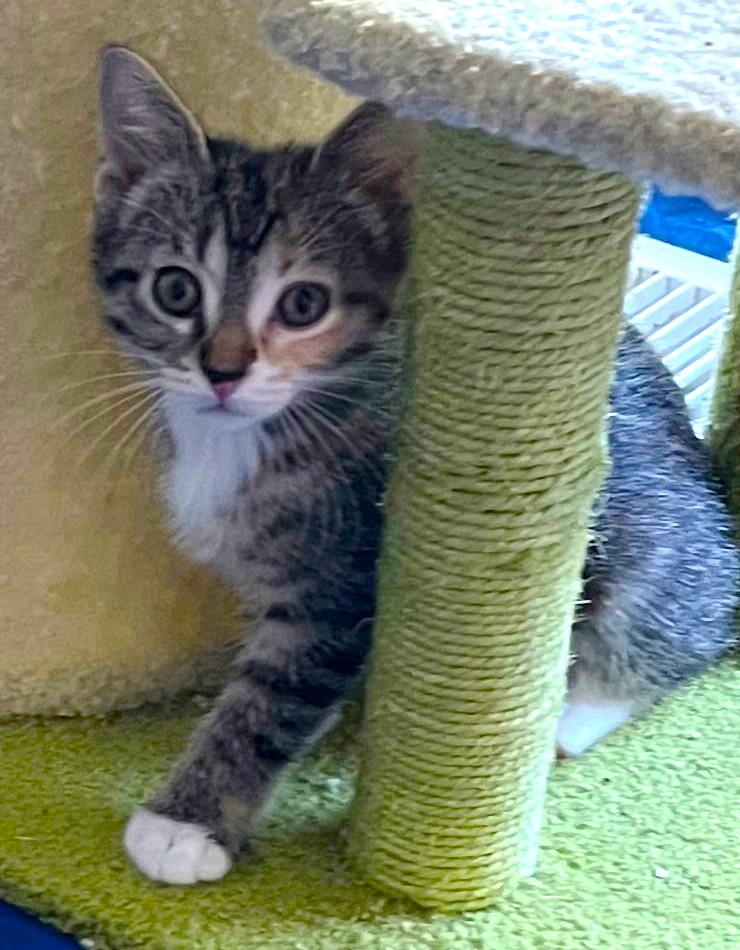 Eclair, adopted, Kitten Female Domestic Short Hair.