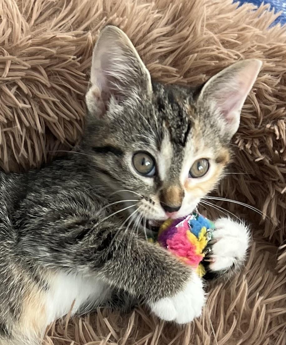 Eclair, an adopted Domestic Short Hair in Cedar Rapids, IA image 3/6