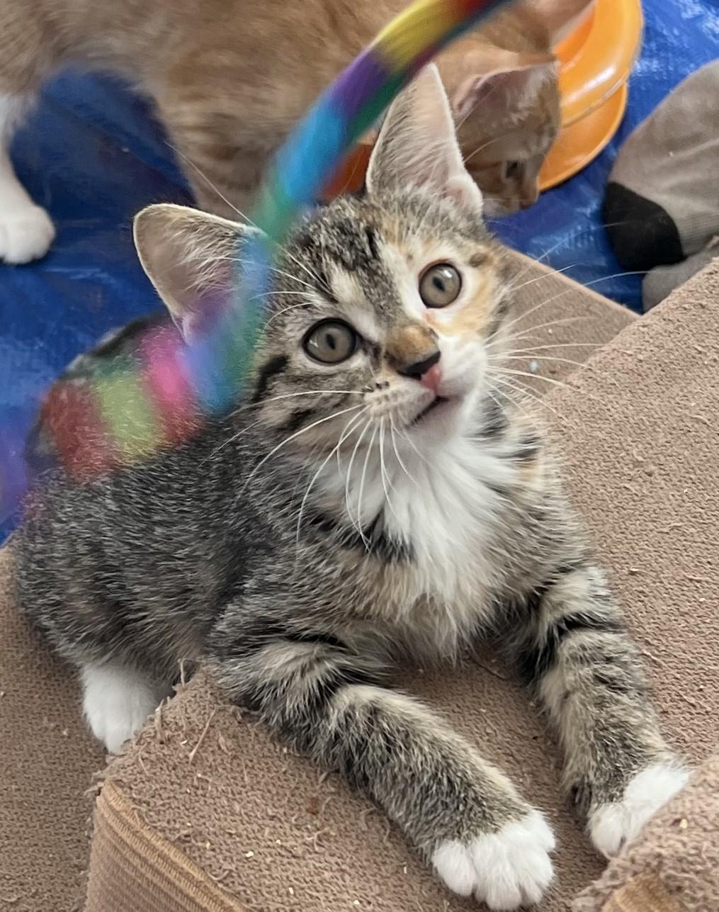 Eclair, an adopted Domestic Short Hair in Cedar Rapids, IA image 6/6