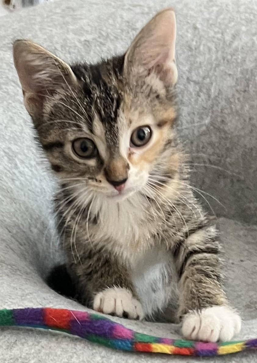 Eclair, an adopted Domestic Short Hair in Cedar Rapids, IA image 5/6