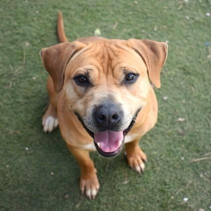 River, Young Male Pit Bull Terrier