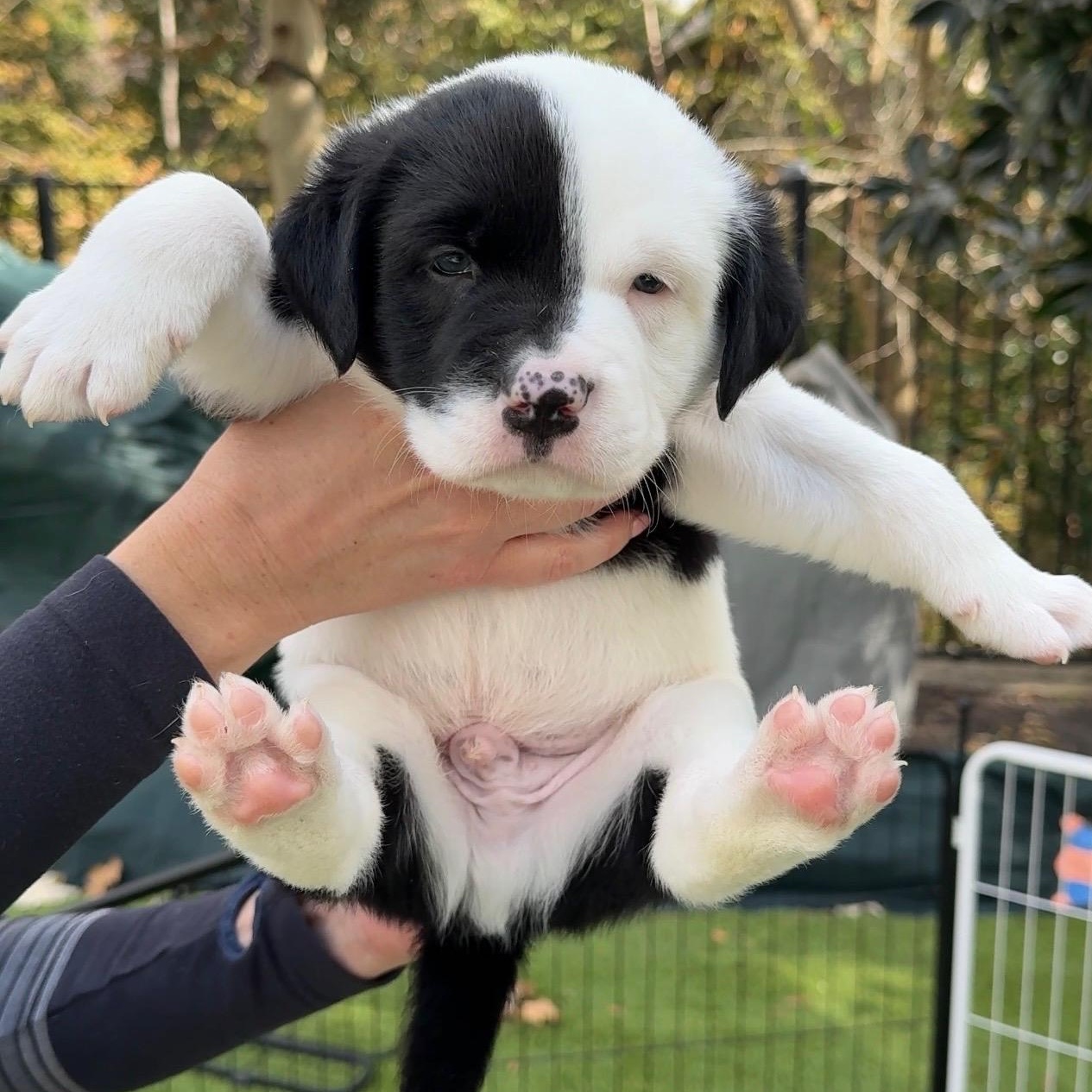 Enlarge Yoda, an adopted mixed breed in Des Moines, WA image 3/6